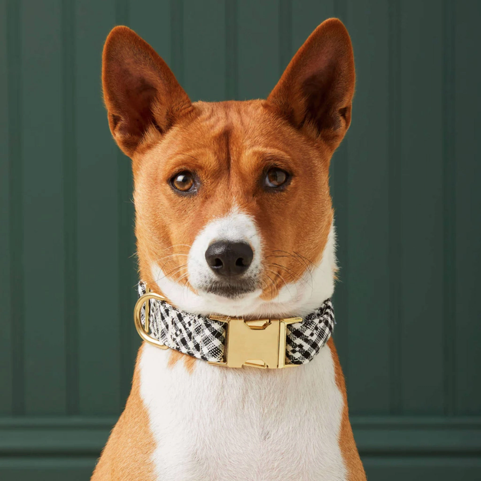 The Foggy Dog x Heather Taylor Home Collar - Soho Black